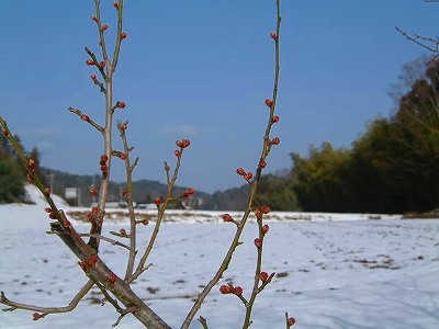 3月ふくらむ梅のつぼみ