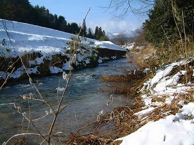 ネコヤナギと雪解け水