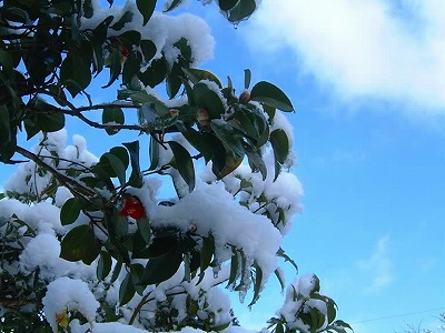 春の淡雪に咲く椿