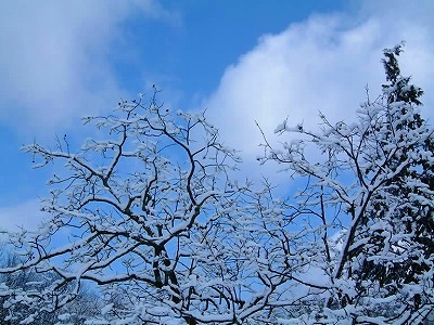 春雪が飾る樹木（柿の木）