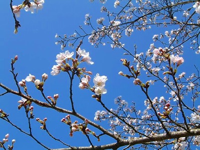 春爛漫を告げる吉野桜