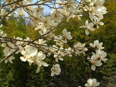 春光に輝くもくれんの花