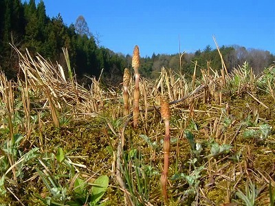 土手にはつくしが生えます
