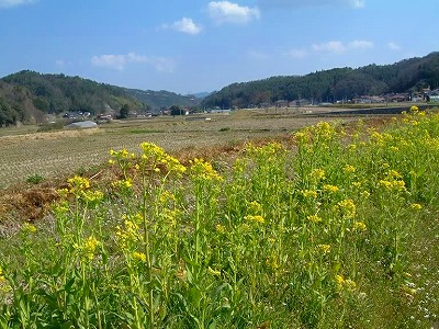 春風にゆれる菜の花