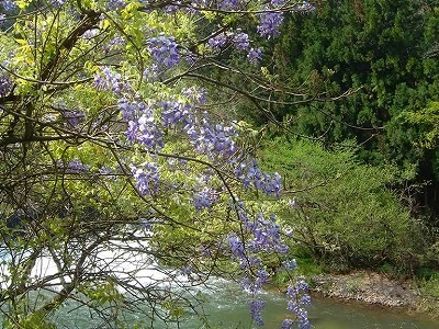 咲き乱れる藤の花
