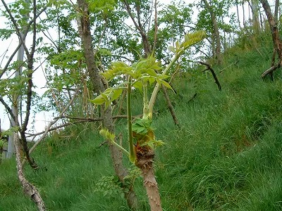 新緑の季節「タラノ芽」の天プラは最高の味です。