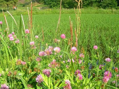 田植えが終わるとクローバーの花が田のあぜを飾ります