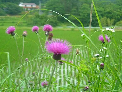 初夏の風がわたる六月アザミの花が青田に写ります。