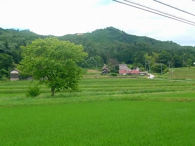 山里の梅雨は静かな風景です。