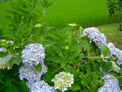 紫陽花の花が、田んぼの緑に映えます。