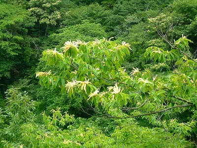 初夏の季節は、山栗の花が咲きます。