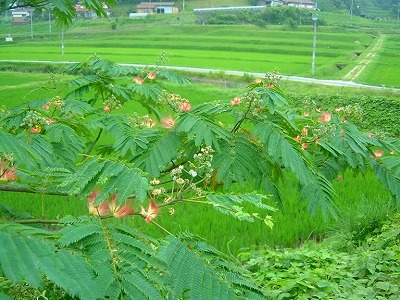 ねむの木（カーカ）に花がくるともうすぐ夏です。