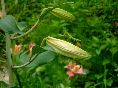 生まれたばかりのカマキリが未だ緑の百合にしがみつきます。