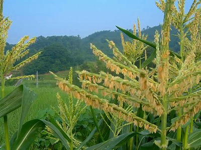 トウモロコシの花が咲き、夏の到来を感じます
