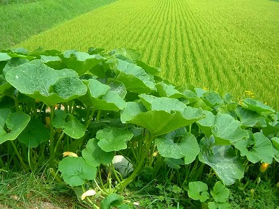 田の畦にかぼちゃが 植えられる夏。