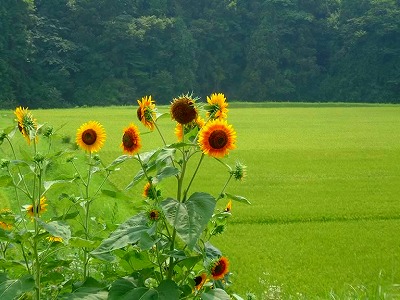 夏の日差しで育つ 稲穂とヒマワリ。