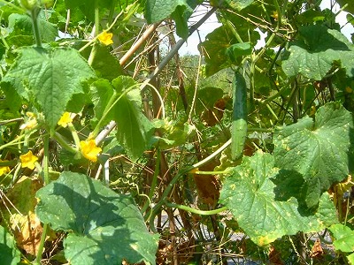 畑では新鮮なキュウリが 実ります。