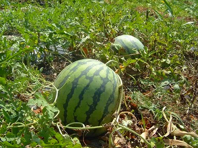 夏のおいしい果物、スイカが 畑で丸々育ちます。