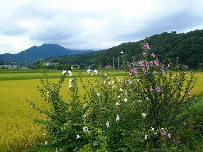 朝霧に咲く美しい芙蓉の花。