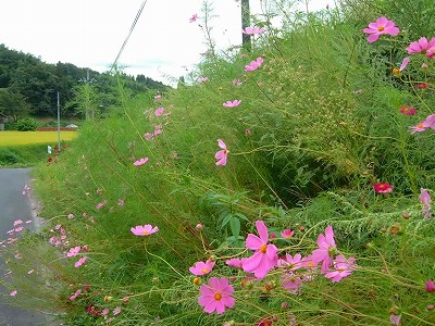秋風にゆれるコスモス。