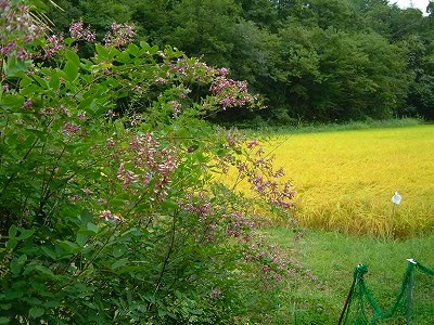 秋を飾る萩の花。