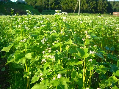 転作田では蕎麦が栽培され、美しい花が満開となりました。