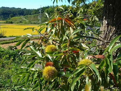 秋の味覚、山栗が実りました。