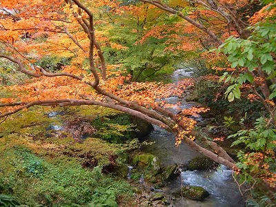 渓流が紅葉に彩られます。