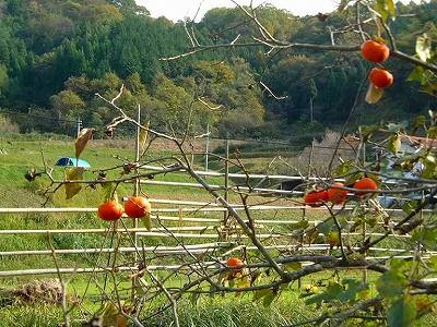 取り入れを終えた稲ハデと柿の実が晩秋を物語ます。