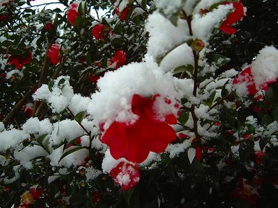 山茶花の花を初雪が美しく包み冬の到来を告げます。