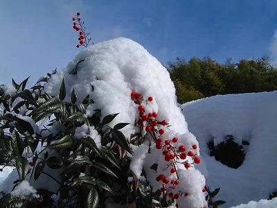 新雪に南天は（難を転ずる） 新春の縁起ものです。
