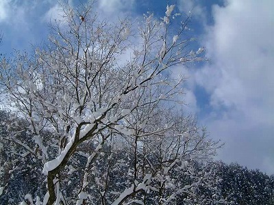 冬の樹木には雪の花が 咲きます。