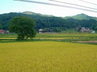 稔り5