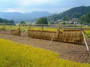 稔り10