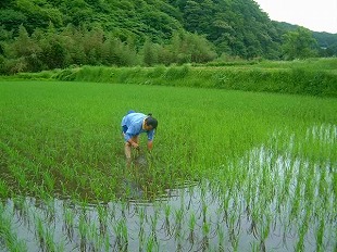 草取り