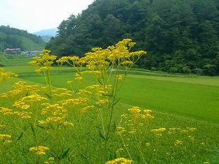 盆花