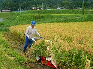 稲刈り