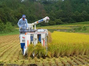 稲刈り