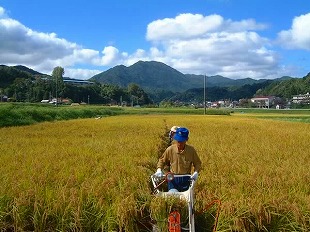 稲刈り