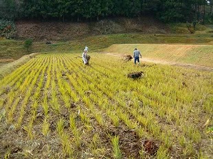 堆肥散布