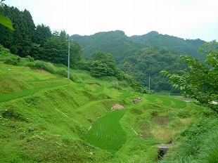 鴨倉地区夏