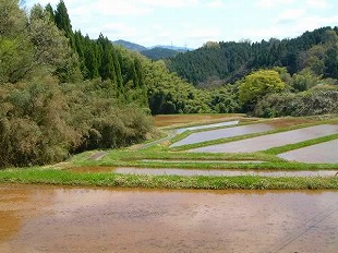 三沢地区春