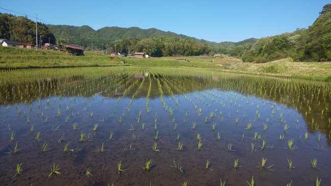 田植え後１