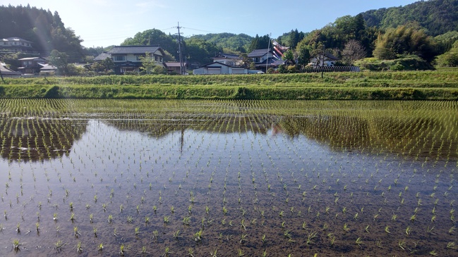 田植え後２