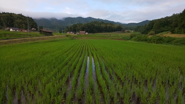 生育状況6月18日