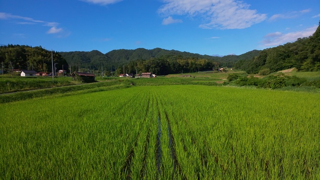 7月1日