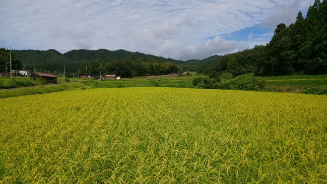 8月15日